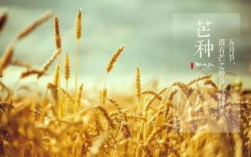 微头条芒种,播种希望，收获未来
