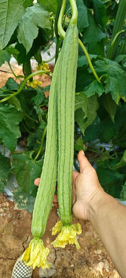 种的瓜怎么吃,从种植到餐桌的味蕾之旅