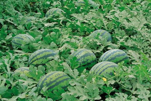 桃花源吃瓜群,揭秘隐世田园的欢乐时光