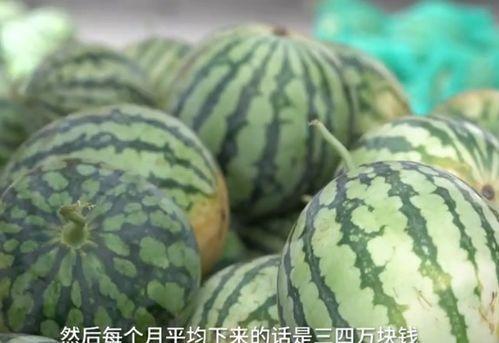 何老师瓜,揭秘瓜界传奇背后的故事